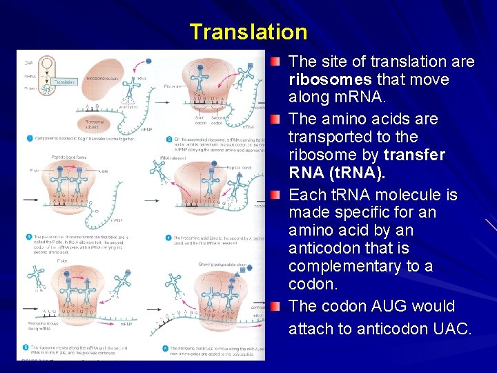 Translation The site of translation are ribosomes that move along m. RNA. The amino