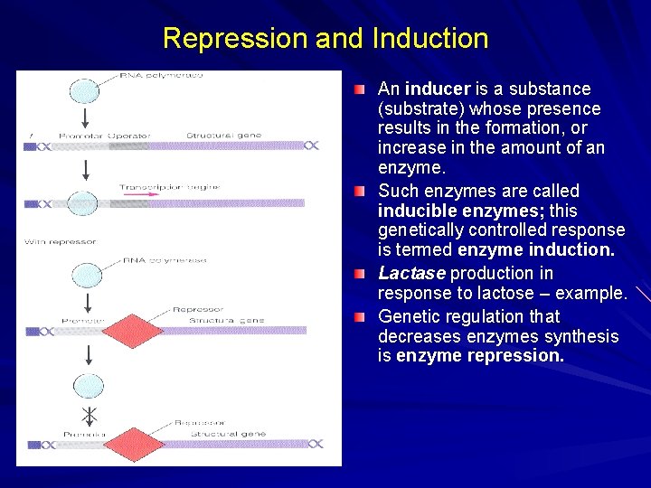 Repression and Induction An inducer is a substance (substrate) whose presence results in the