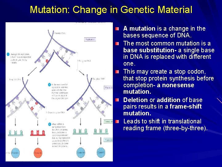 Mutation: Change in Genetic Material A mutation is a change in the bases sequence