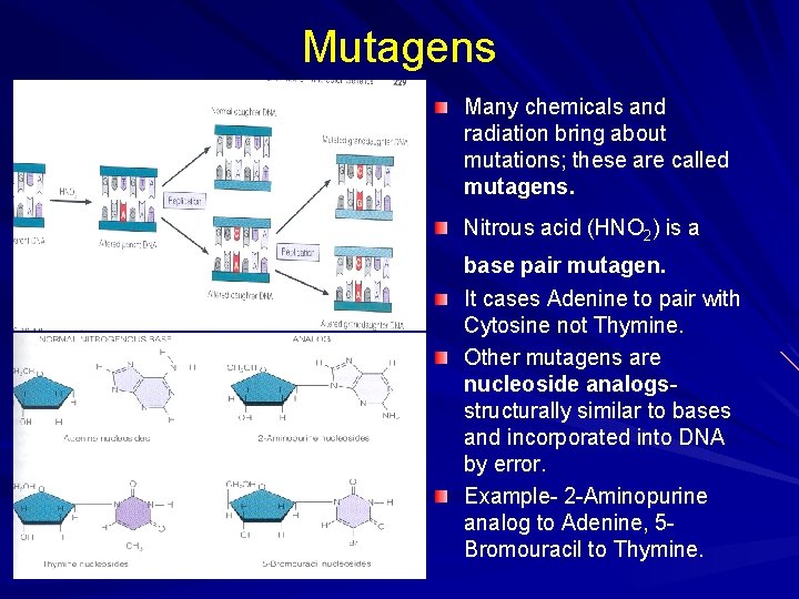 Mutagens Many chemicals and radiation bring about mutations; these are called mutagens. Nitrous acid
