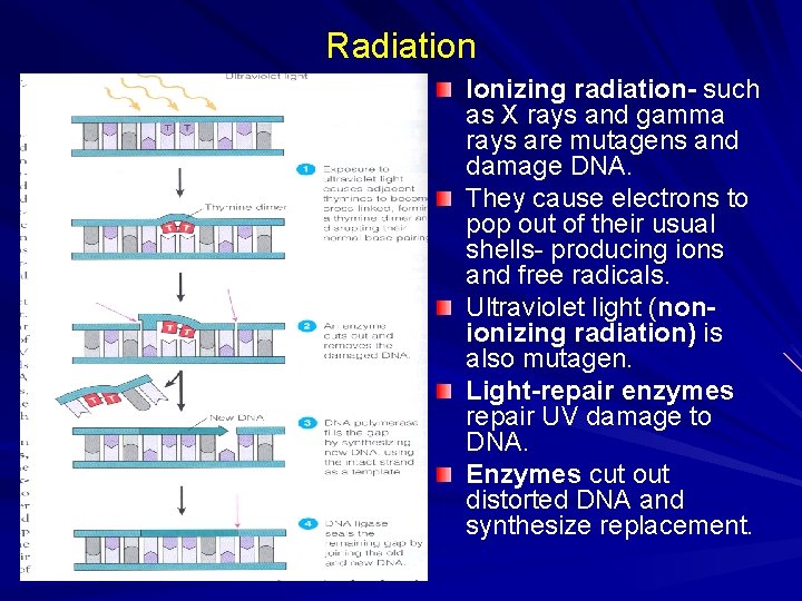 Radiation Ionizing radiation- such as X rays and gamma rays are mutagens and damage