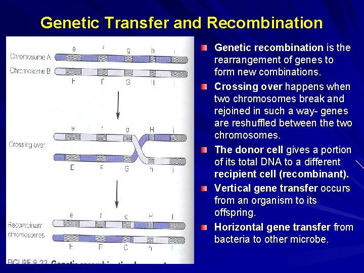 Genetic Transfer and Recombination Genetic recombination is the rearrangement of genes to form new