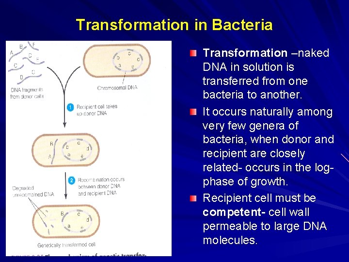 Transformation in Bacteria Transformation –naked DNA in solution is transferred from one bacteria to