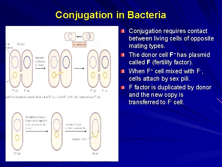 Conjugation in Bacteria Conjugation requires contact between living cells of opposite mating types. The