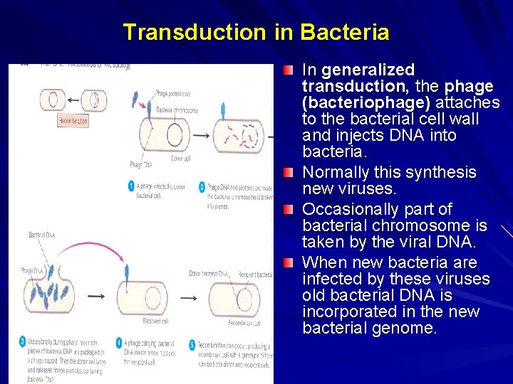 Transduction in Bacteria In generalized transduction, the phage (bacteriophage) attaches to the bacterial cell