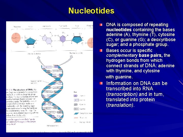 Nucleotides DNA is composed of repeating nucleotides containing the bases adenine (A), thymine (T),