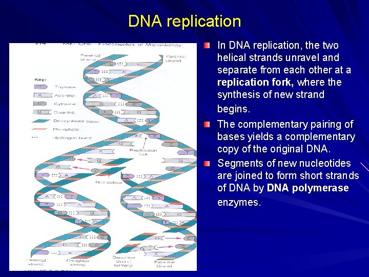 DNA replication In DNA replication, the two helical strands unravel and separate from each