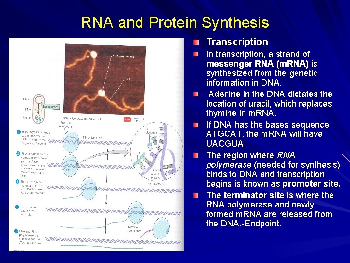 RNA and Protein Synthesis Transcription In transcription, a strand of messenger RNA (m. RNA)