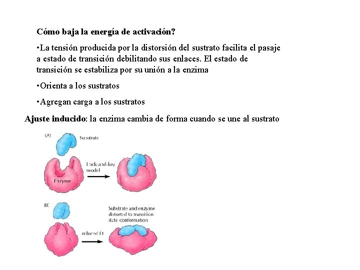 Cómo baja la energía de activación? • La tensión producida por la distorsión del