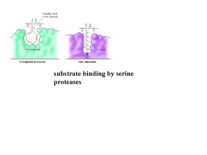 substrate binding by serine proteases 