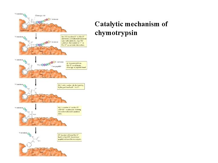 Catalytic mechanism of chymotrypsin 