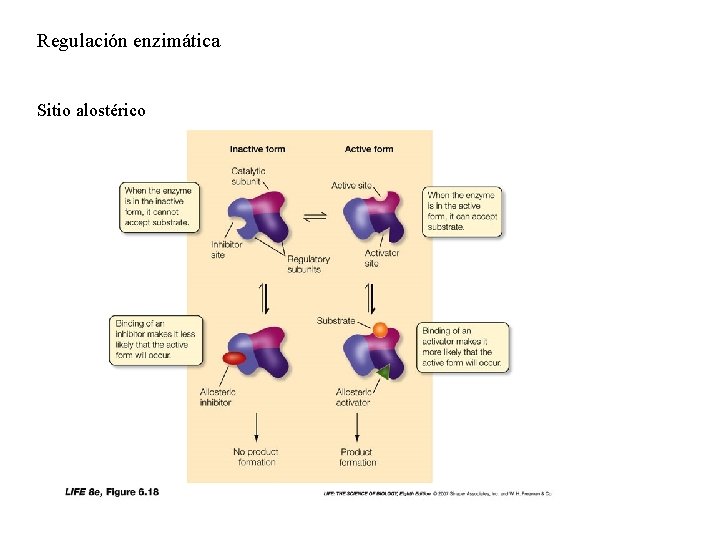 Regulación enzimática Sitio alostérico 