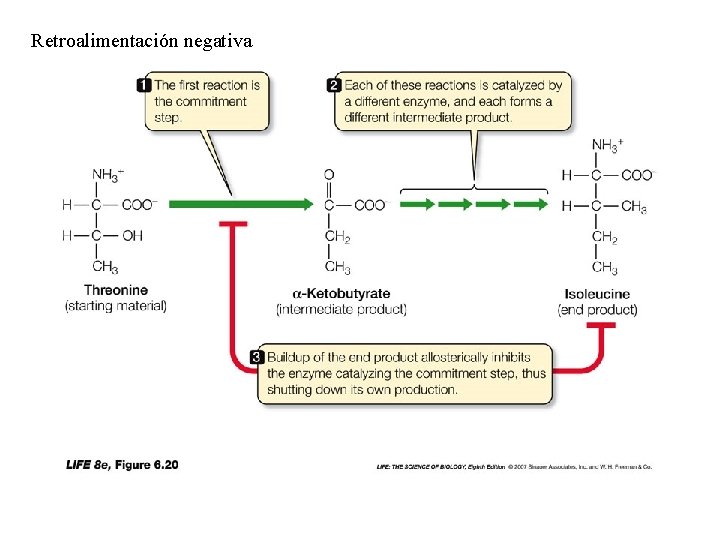 Retroalimentación negativa 