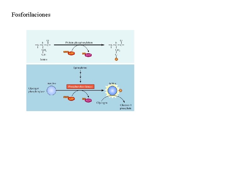 Fosforilaciones 