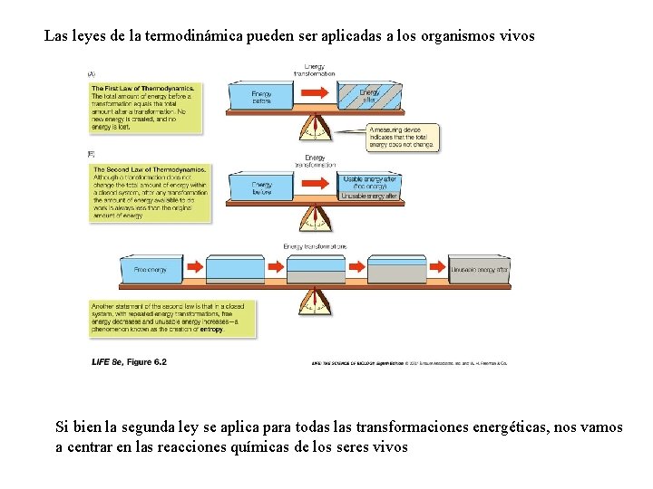 Las leyes de la termodinámica pueden ser aplicadas a los organismos vivos Si bien