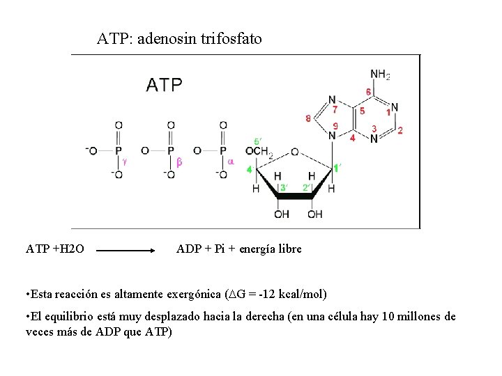 ATP: adenosin trifosfato ATP +H 2 O ADP + Pi + energía libre •