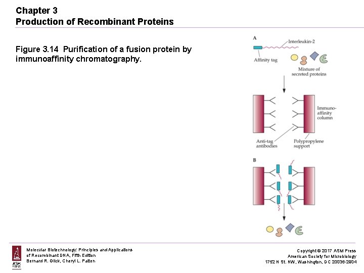 Chapter 3 Production of Recombinant Proteins Figure 3. 14 Purification of a fusion protein