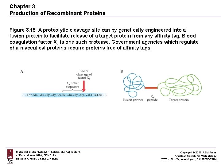 Chapter 3 Production of Recombinant Proteins Figure 3. 15 A proteolytic cleavage site can