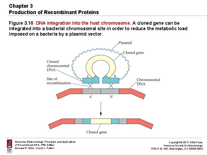 Chapter 3 Production of Recombinant Proteins Figure 3. 18 DNA integration into the host