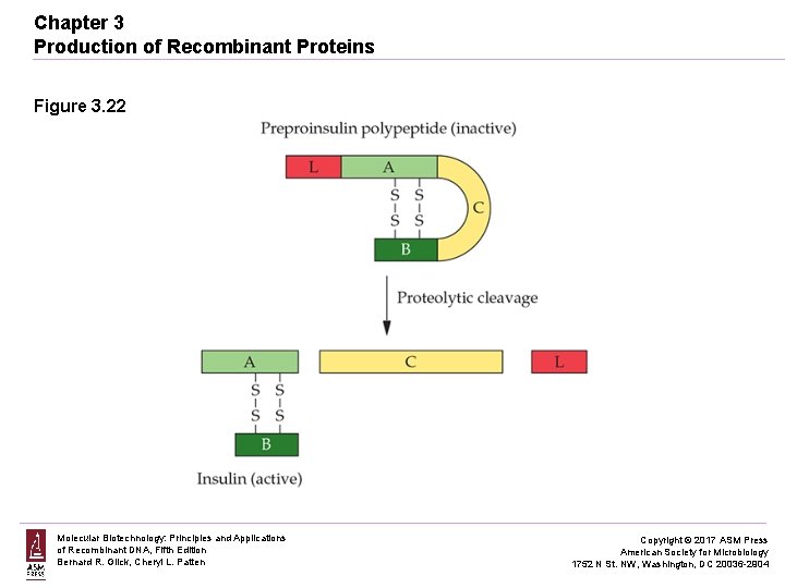 Chapter 3 Production of Recombinant Proteins Figure 3. 22 Molecular Biotechnology: Principles and Applications