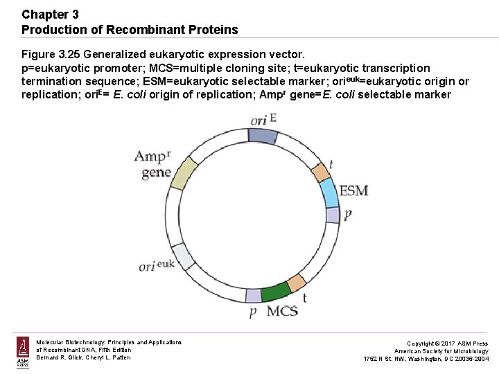 Chapter 3 Production of Recombinant Proteins Figure 3. 25 Generalized eukaryotic expression vector. p=eukaryotic