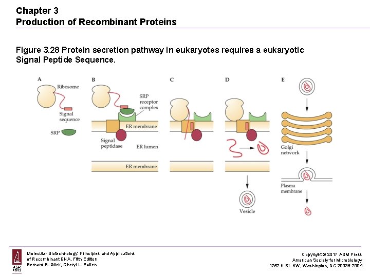Chapter 3 Production of Recombinant Proteins Figure 3. 28 Protein secretion pathway in eukaryotes