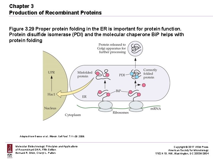 Chapter 3 Production of Recombinant Proteins Figure 3. 29 Proper protein folding in the
