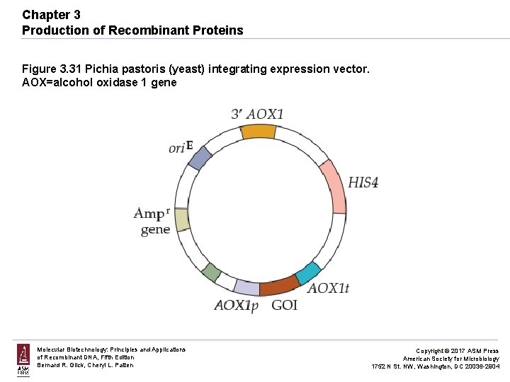 Chapter 3 Production of Recombinant Proteins Figure 3. 31 Pichia pastoris (yeast) integrating expression