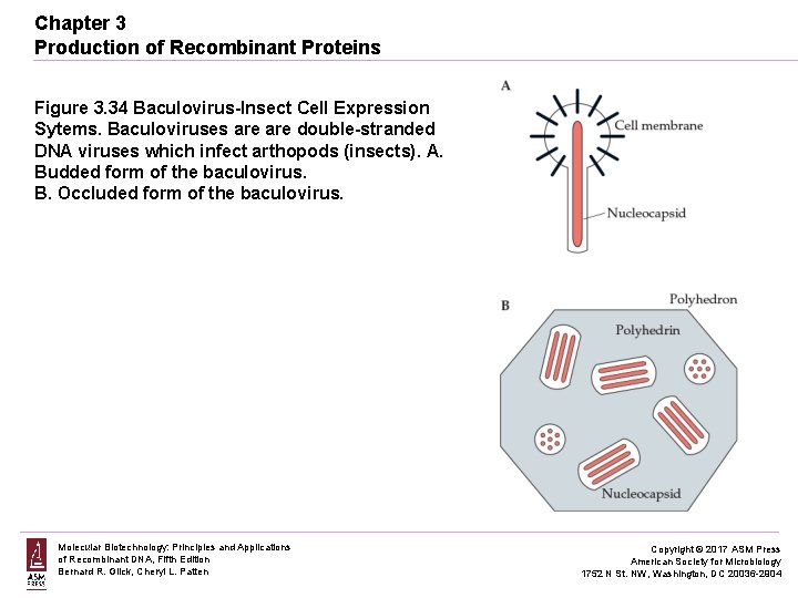 Chapter 3 Production of Recombinant Proteins Figure 3. 34 Baculovirus-Insect Cell Expression Sytems. Baculoviruses