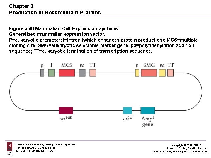 Chapter 3 Production of Recombinant Proteins Figure 3. 40 Mammalian Cell Expression Systems. Generalized