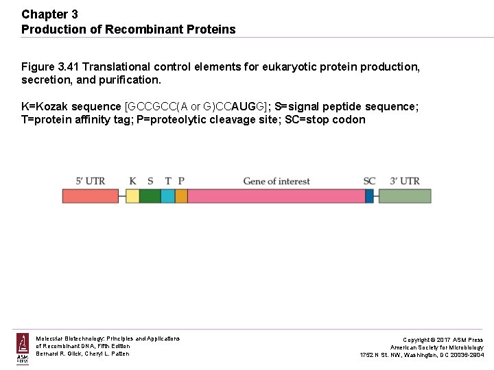 Chapter 3 Production of Recombinant Proteins Figure 3. 41 Translational control elements for eukaryotic