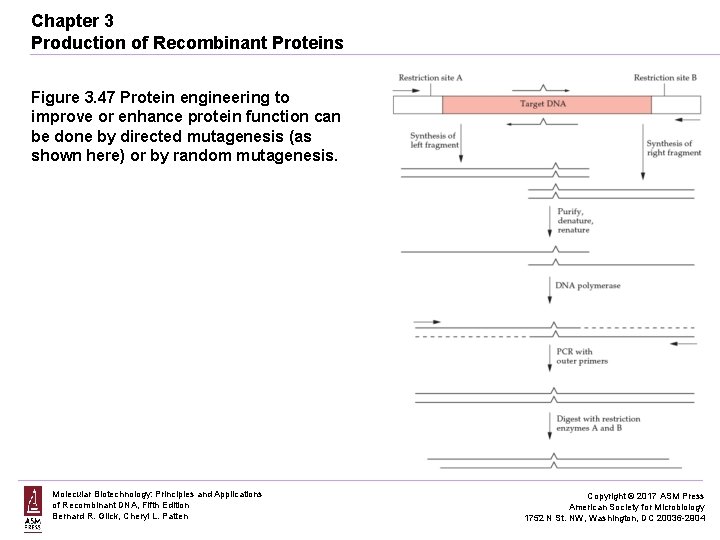 Chapter 3 Production of Recombinant Proteins Figure 3. 47 Protein engineering to improve or