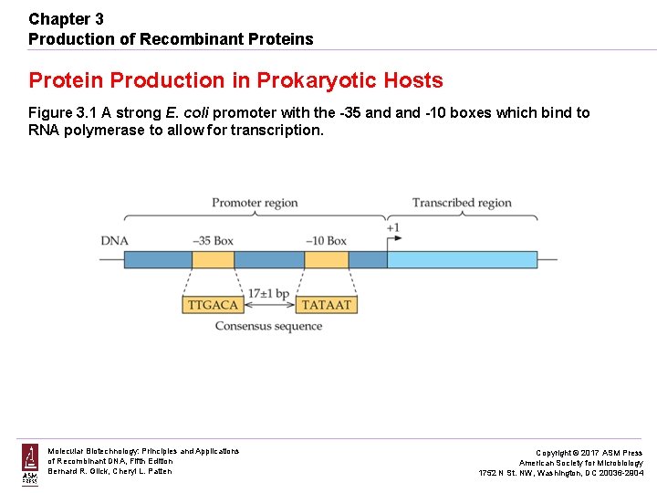 Production of Proteins Protein Production in Prokaryotic