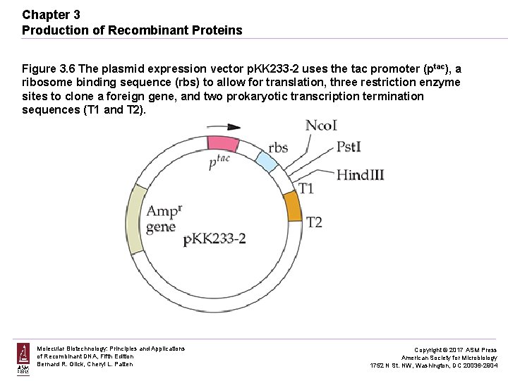 Chapter 3 Production of Recombinant Proteins Figure 3. 6 The plasmid expression vector p.