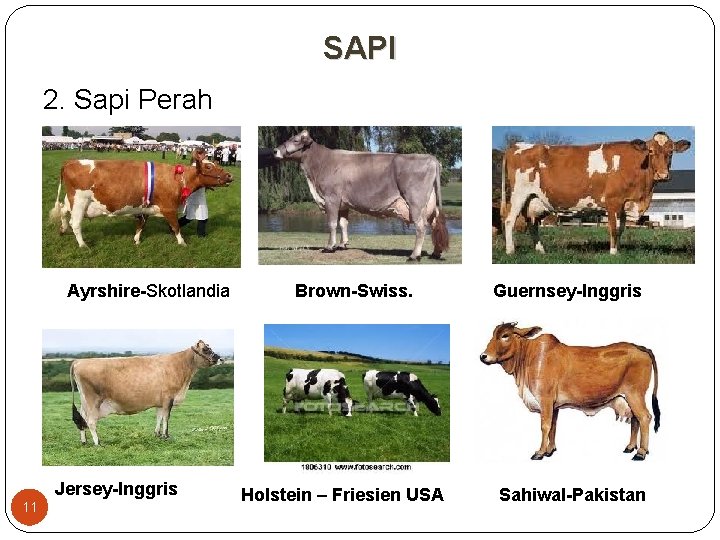 SAPI 2. Sapi Perah Ayrshire-Skotlandia Jersey-Inggris 11 Brown-Swiss. Holstein – Friesien USA Guernsey-Inggris Sahiwal-Pakistan