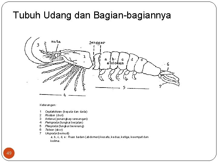 Tubuh Udang dan Bagian-bagiannya Keterangan: 1 2 3 4 5 6 7 49 Ceplalotorax