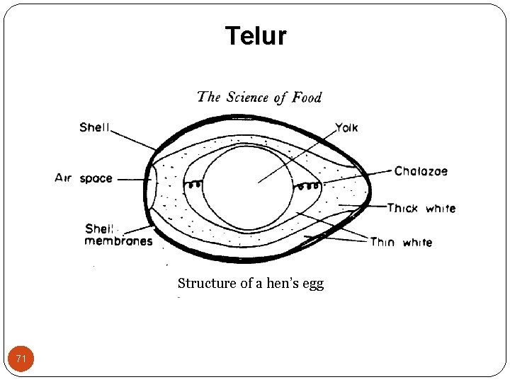 Telur Structure of a hen’s egg 71 