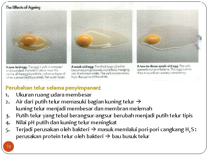 Perubahan telur selama penyimpanan: 1. Ukuran ruang udara membesar 2. Air dari putih telur