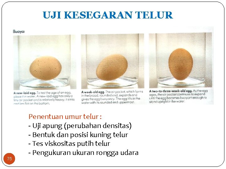 UJI KESEGARAN TELUR 75 Penentuan umur telur : - Uji apung (perubahan densitas) -