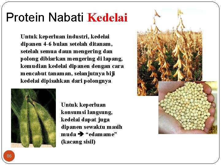 Protein Nabati Kedelai Untuk keperluan industri, kedelai dipanen 4 -6 bulan setelah ditanam, setelah