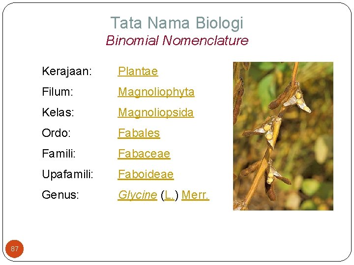 Tata Nama Biologi Binomial Nomenclature 87 Kerajaan: Plantae Filum: Magnoliophyta Kelas: Magnoliopsida Ordo: Fabales