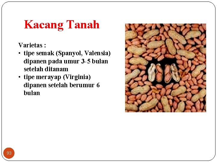 Kacang Tanah Varietas : • tipe semak (Spanyol, Valensia) dipanen pada umur 3 -5