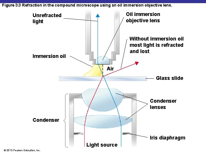 Figure 3. 3 Refraction in the compound microscope using an oil immersion objective lens.