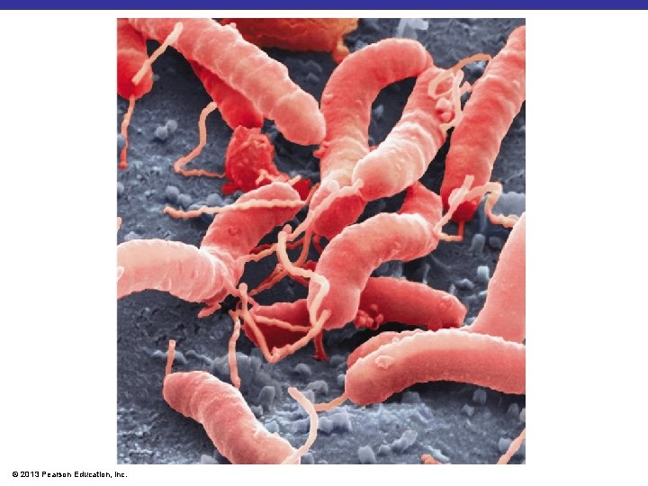 © 2013 Pearson Education, Inc. 