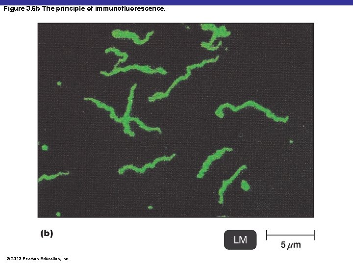 Figure 3. 6 b The principle of immunofluorescence. © 2013 Pearson Education, Inc. 