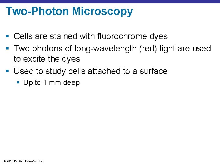 Two-Photon Microscopy § Cells are stained with fluorochrome dyes § Two photons of long-wavelength