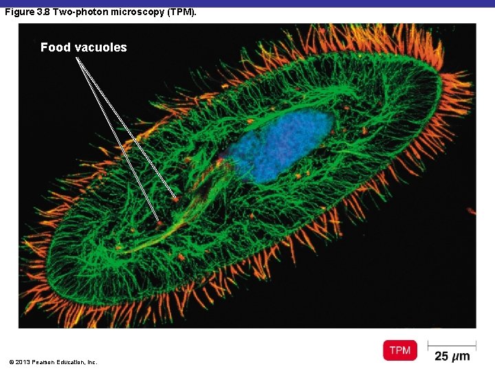 Figure 3. 8 Two-photon microscopy (TPM). Food vacuoles © 2013 Pearson Education, Inc. 