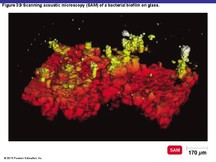 Figure 3. 9 Scanning acoustic microscopy (SAM) of a bacterial biofilm on glass. ©