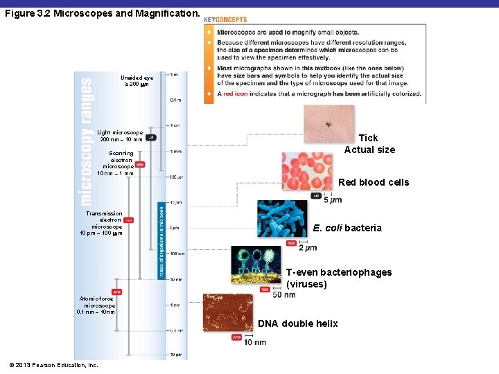 Figure 3. 2 Microscopes and Magnification. Unaided eye ≥ 200 m Light microscope 200