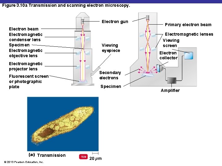 Figure 3. 10 a Transmission and scanning electron microscopy. Electron gun Electron beam Electromagnetic